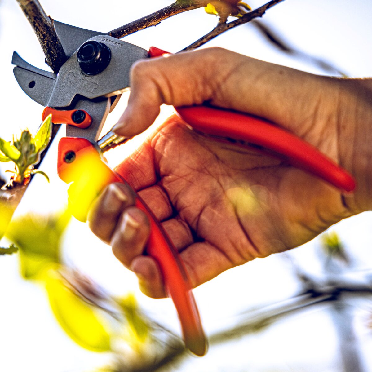 Cesoie da giardino per donna