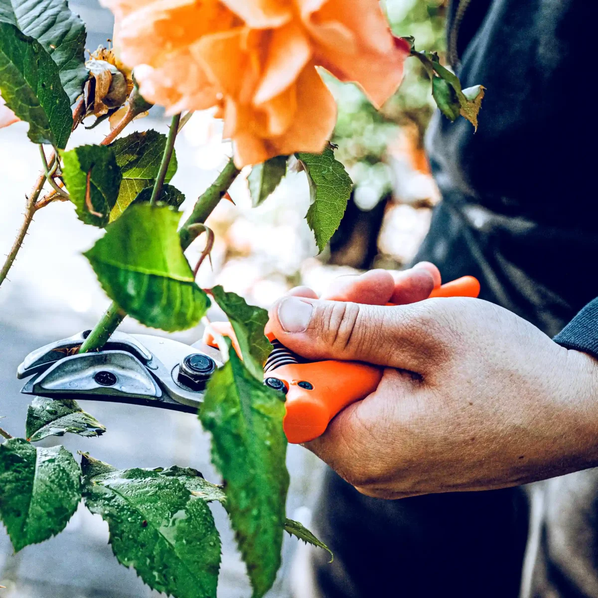 Forbici da presentazione originali Löwe rose